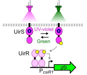 Rice researchers have turned a protein pathway discovered in marine bacteria into a photoreversible regulatory tool that responds exclusively to UV-violet light. The UirS protein is anchored in the bacterial membrane where it "sees" the color illuminating the bacterium. If the illumination is UV-violet, UirS activates itself and relays this active state to a messenger protein, UirR. Active UirR is mobile, capable of binding a specific target DNA sequence called a promoter (PcsiR1), and turning on the expression of a desired gene, green fluorescent protein (gfp). Switching to green light deactivates UirS, resulting in inactive UirR and turning off gene expression.