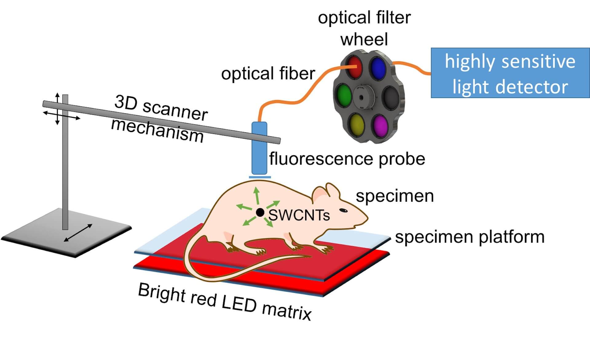 A new Rice University method for medical imaging uses strong light from an LED array and an avalanche photodiode detector to pinpoint the location of tumors that have been tagged by antibody-targeted carbon nanotubes. The method can detect fluorescence from single-walled carbon nanotubes (SWCNTs) through up to 20 millimeters of tissue. (Illustration courtesy of the Weisman Lab)
