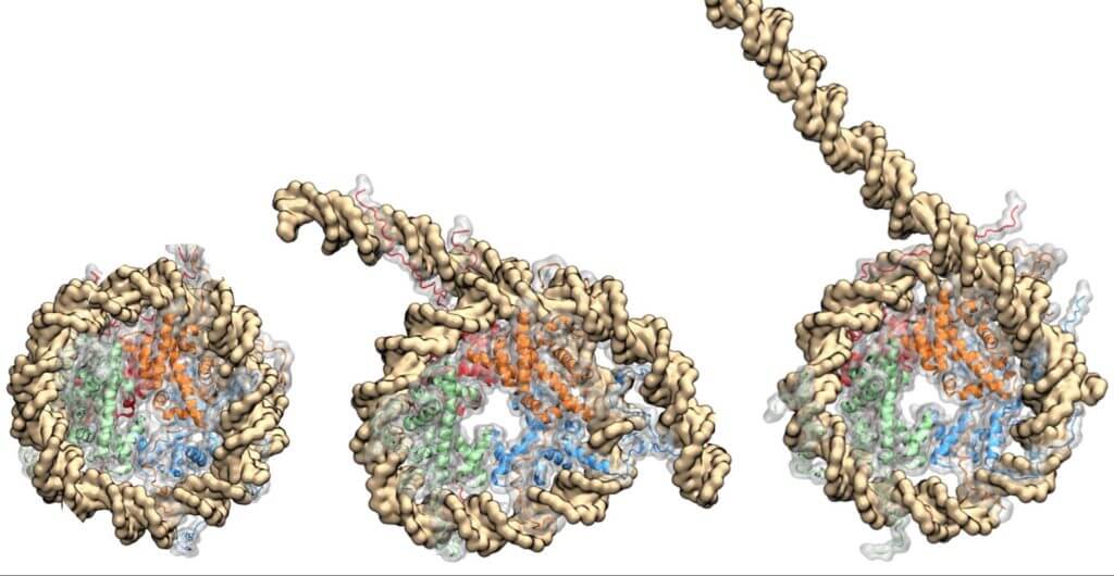 Rice University scientists simulated a nucleosome coiled in DNA to discover the interactions that control its unwinding. The DNA double helix binds tightly to proteins (in red, blue, orange and green) that make up the histone core, which exerts control over the exposure (center and right) of genes for binding.