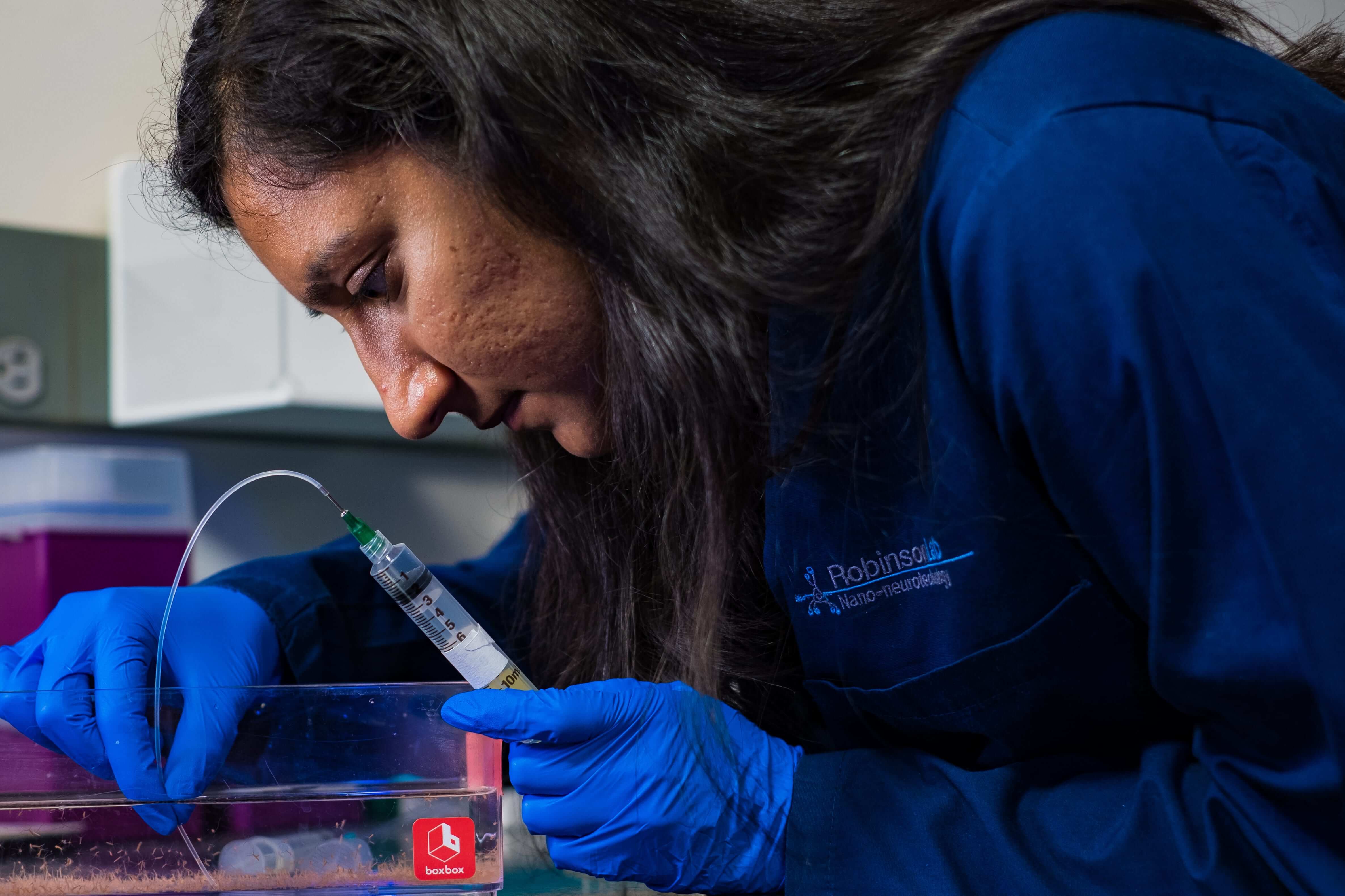 Rice University graduate student Krishna Badhiwala captures a hydra for study in one of the lab's custom microfluidic systems. The Rice lab is studying hydra to characterize the relationship between its neural activity and muscle movements. (Credit: Jeff Fitlow/Rice University)