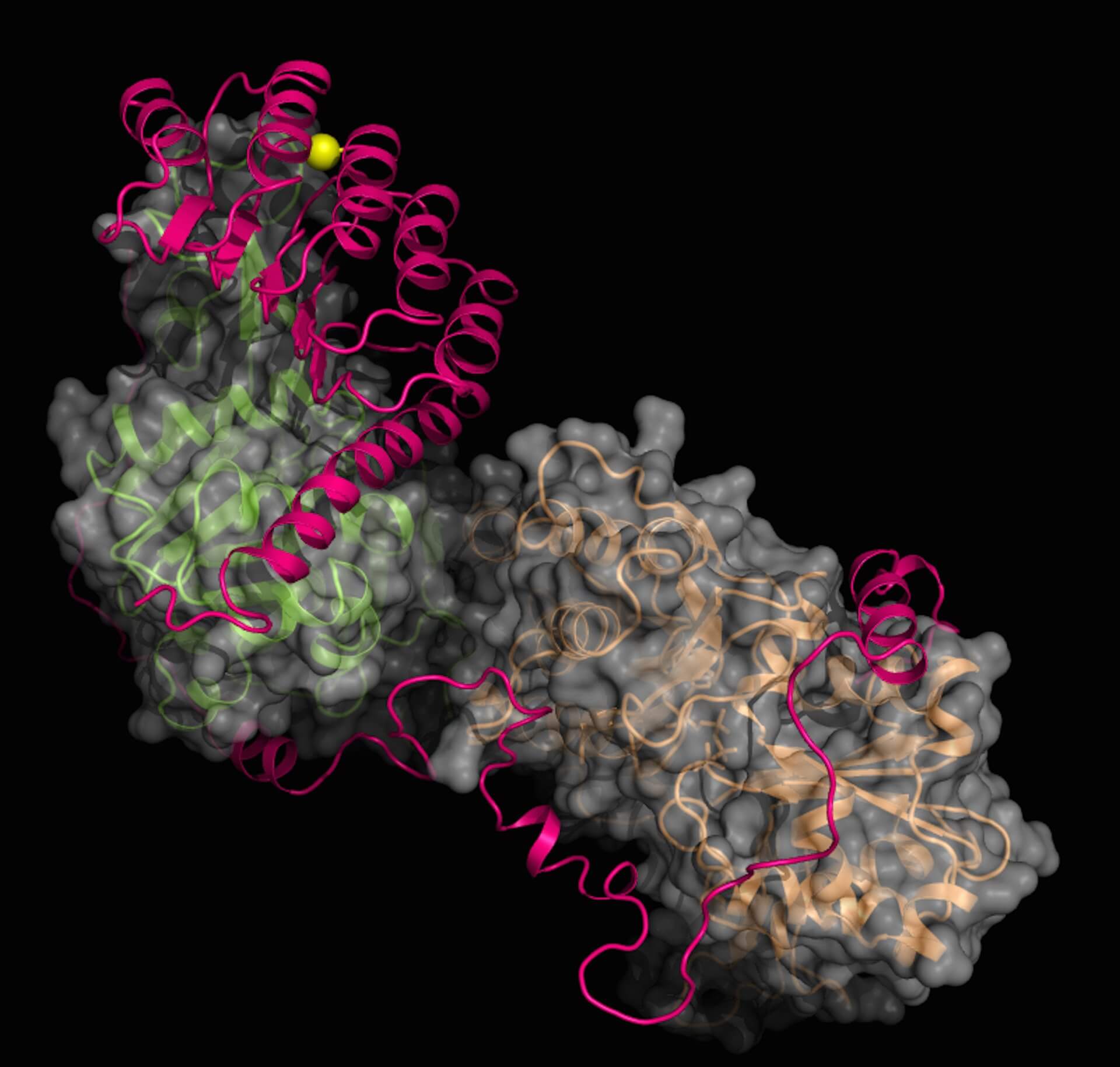 A structural illustration shows the protein leiomodin 2 (magenta ribbons) and two actin subunits (grey surface and green and orange ribbons) believed to play a part in nemaline myopathy. Researchers at Rice University and Baylor College of Medicine believe a mutation to the protein (shown as a yellow sphere) plays a role in causing muscle weakness in nemaline myopathy. (Credit: Qinghua Wang Lab/Baylor College of Medicine)