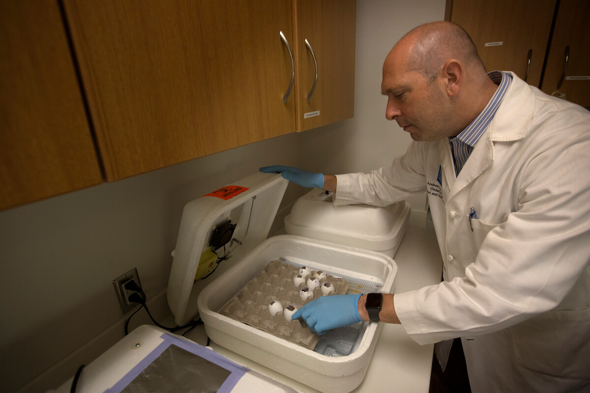 Andrew Sikora, M.D., Ph.D., an otolaryngologist and researcher at Baylor College of Medicine, checks on the eggs.