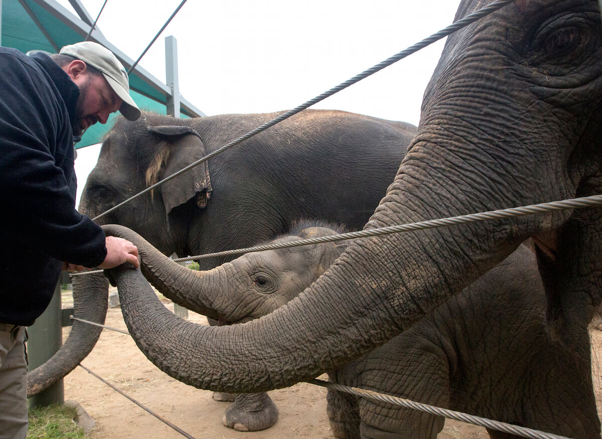 Houston Zoo's work with Baylor College of Medicine is saving baby