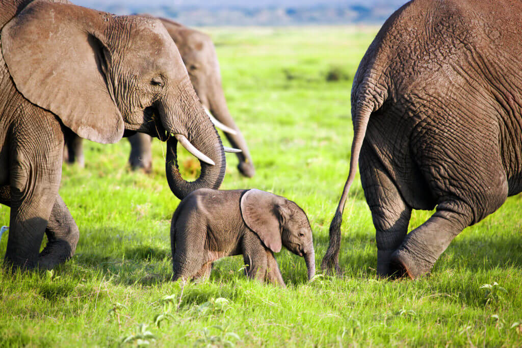 Elephants family on savanna. Safari in Amboseli, Kenya, Africa
