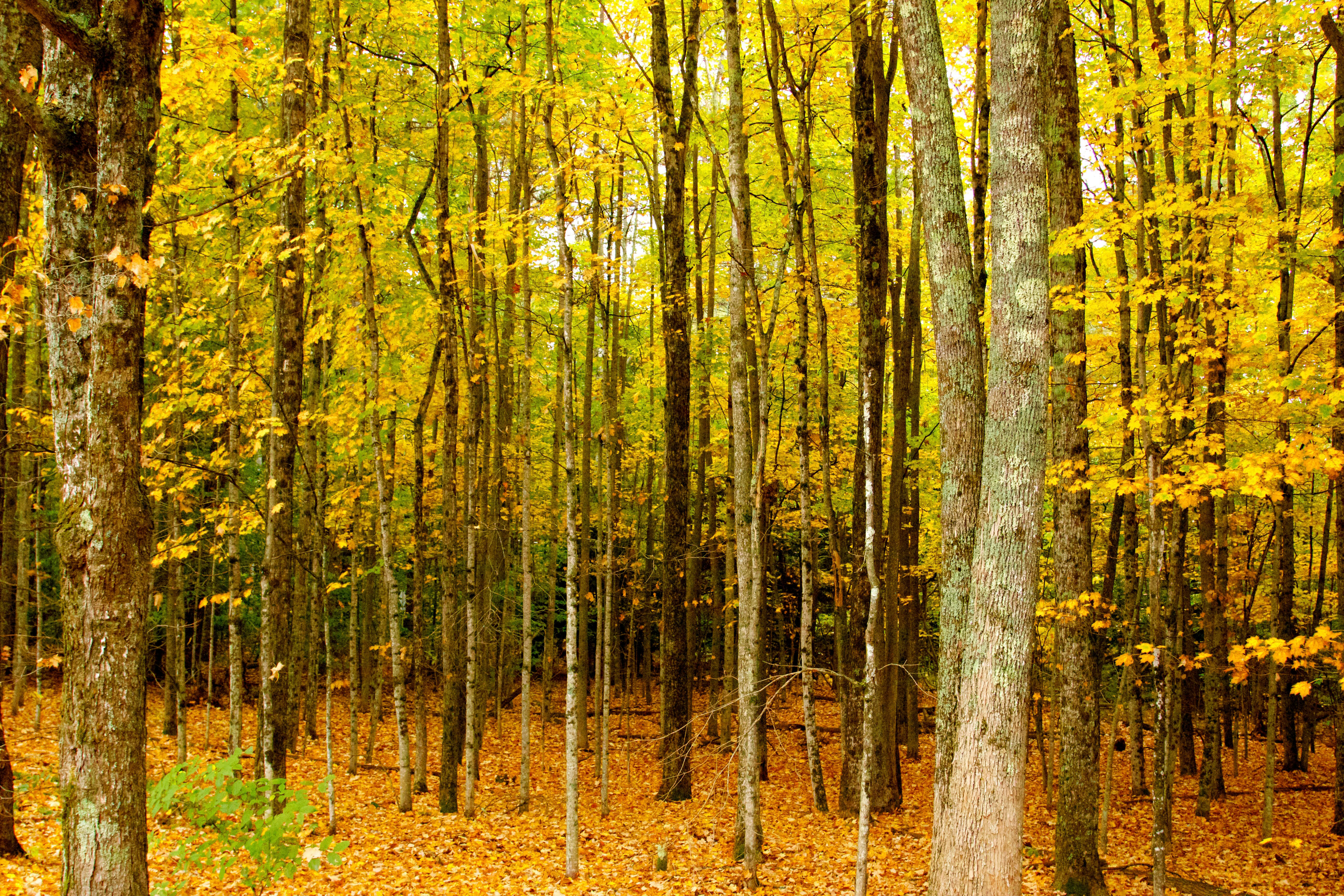 New England Fall Forest. (Photo courtesy of Houston Methodist Hospital)
