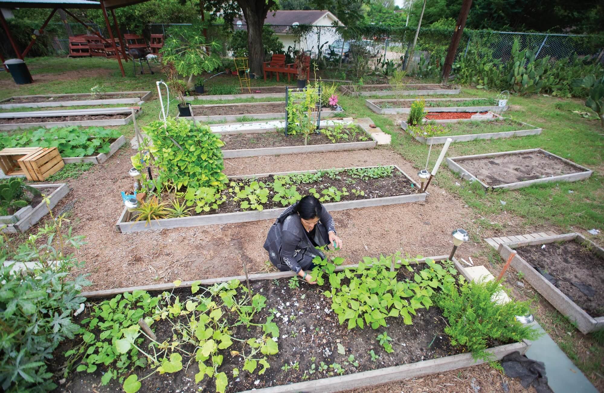 Veronica Rosenbaum, director of the Brownsville Wellness Coalition, works in a community garden.