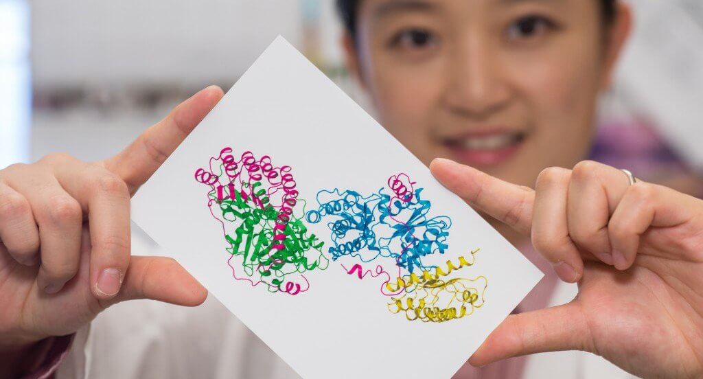 Xiaorui Chen, a postdoctoral researcher at Baylor College of Medicine, holds a structural picture of leiomodin 2, a protein, attached to two actin subunits. Discovery of the structure by scientists at Baylor College of Medicine and Rice University may help researchers learn more about a hereditary neuromuscular disease known as nemaline myopathy. (Credit: Jeff Fitlow/Rice University)