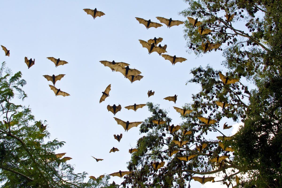 Bats fly.