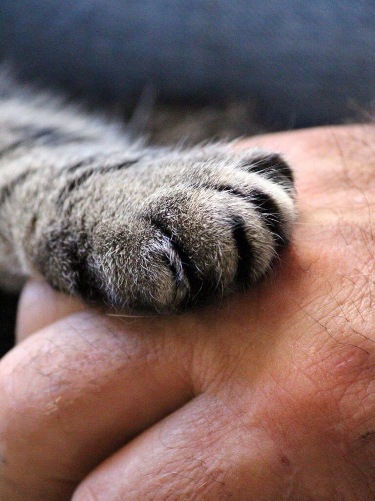 cats-paw-1375792_1920