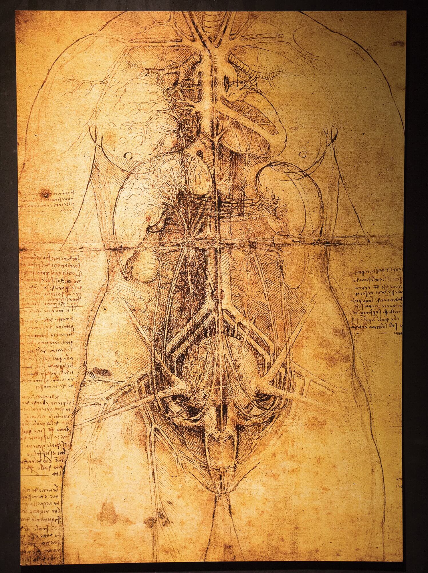 Copies of anatomical sketches by Leonardo da Vinci are on display at Moody Gardens.