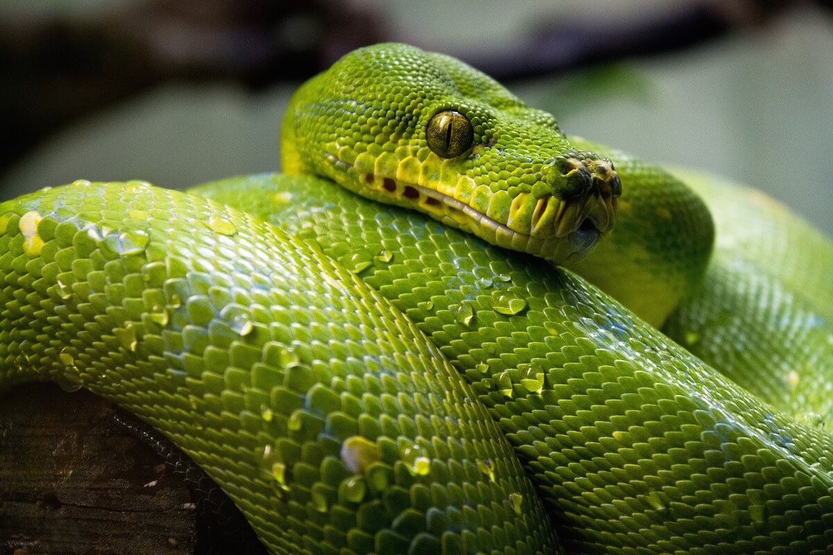 green tree python bite