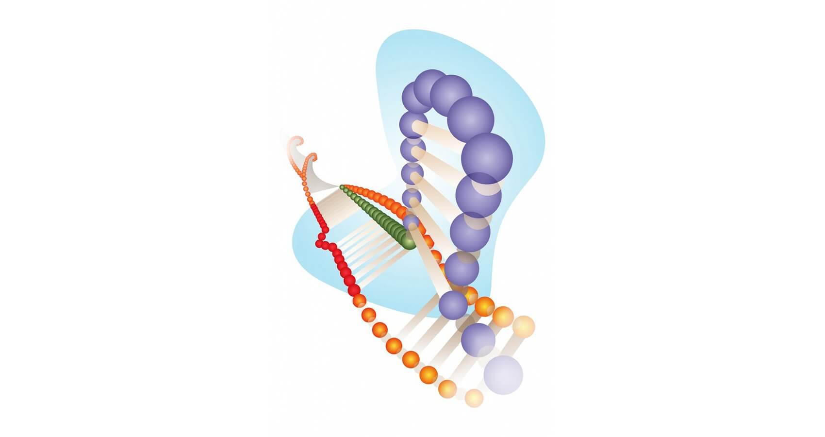 A Cas9 protein (light blue) with guide RNA (purple) and DNA (red) shows a DNA bulge, marking a sequence that would be considered off-target for CRISPR-Cas9 editing. (Courtesy of the Bao Lab/Rice University)