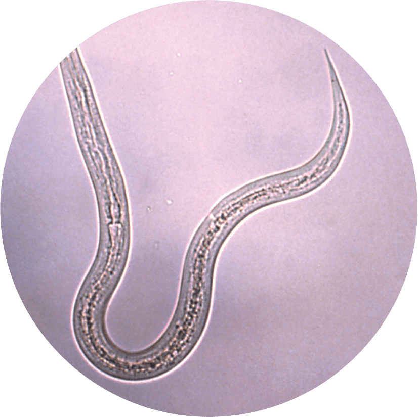 Hookworm Disease - An estimated 440 million people are infected with hookworms.