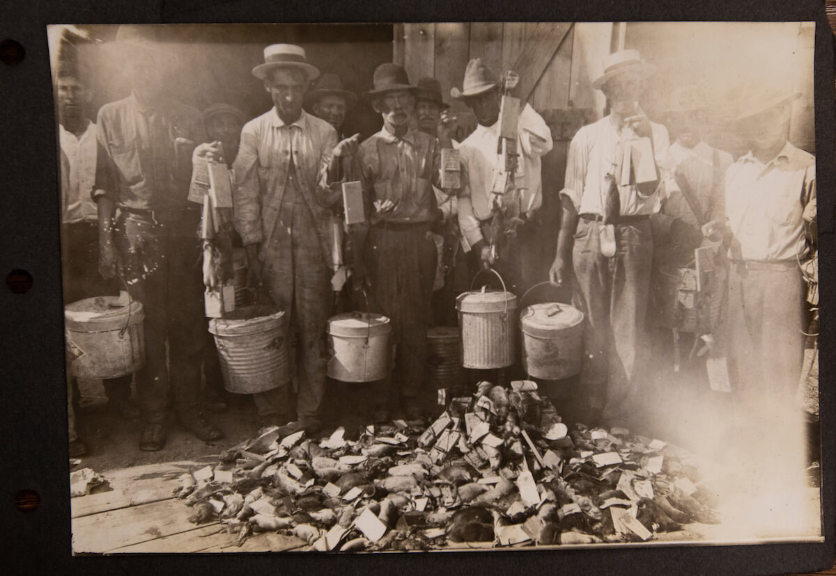 Nearly 50,000 rats were captured and killed in the two years the plague was in Galveston.